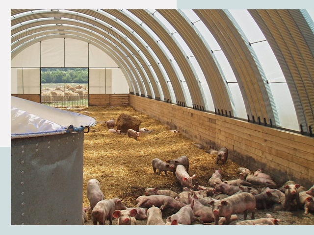 Строительство свинарников в Кулебаках